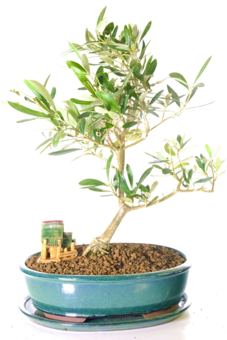 Incredible Olive Bonsai Tree - Silvery Green Leaves & Olive Fruits
