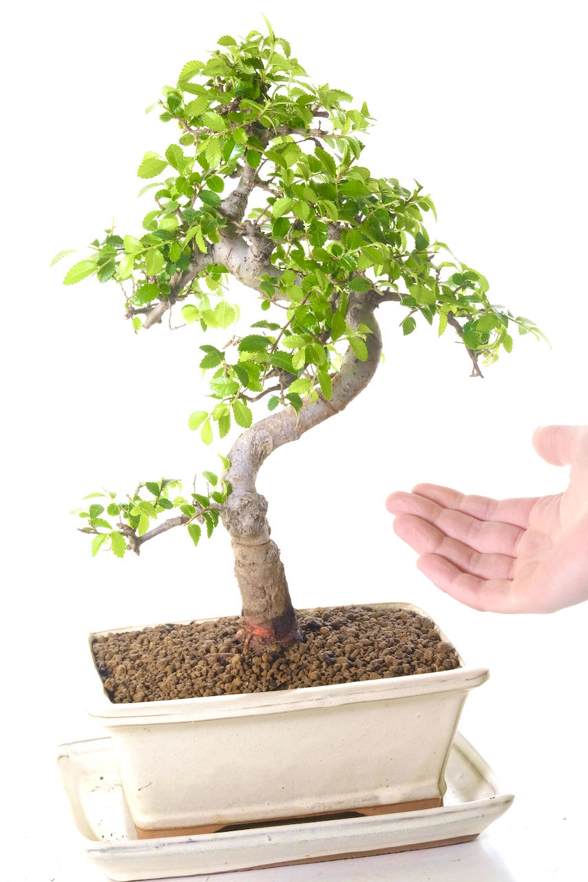 Comes potted in a cream banded ceramic pot with matching drip tray