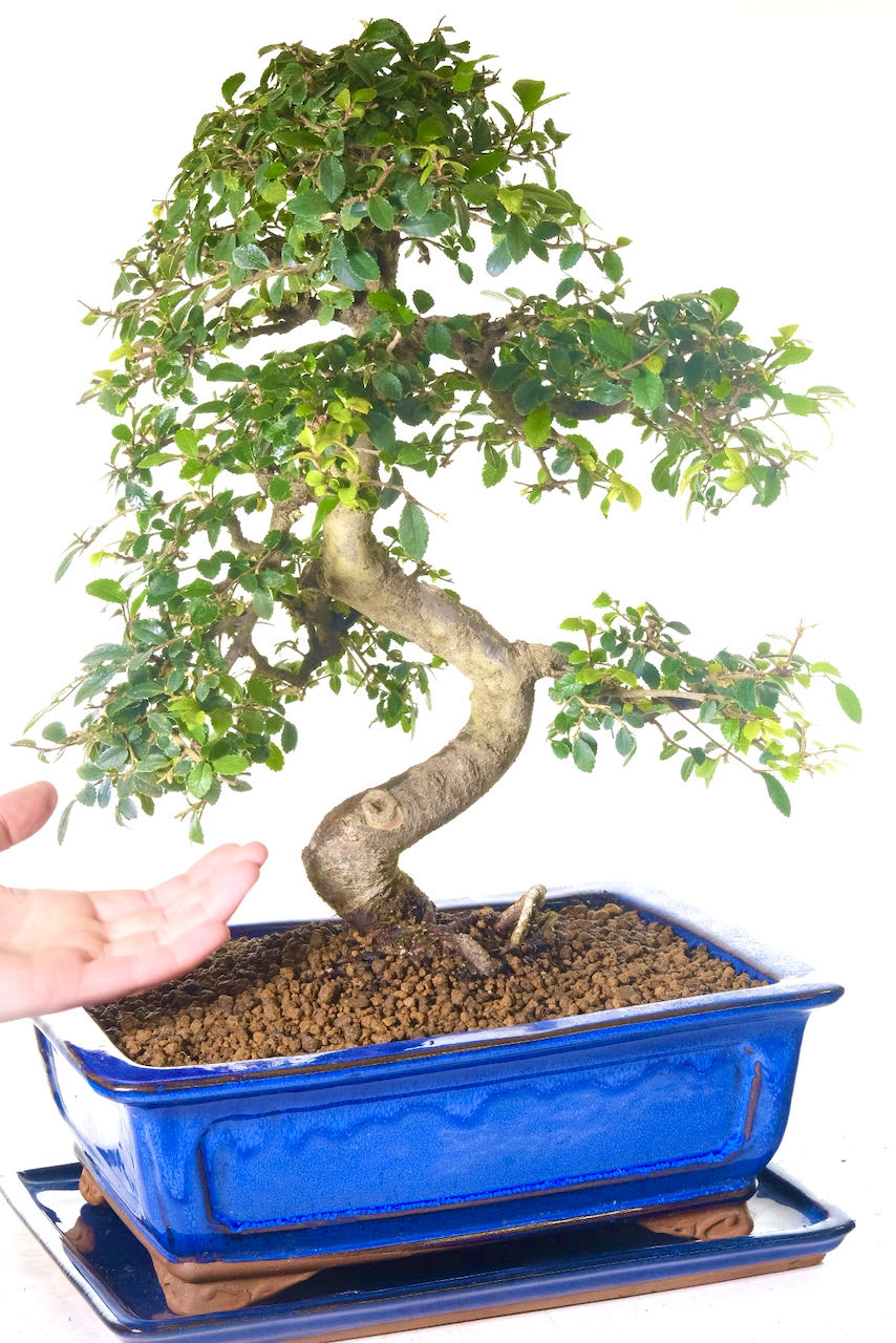 Tastefully potted into a rich vivid blue ceramic bonsai pot