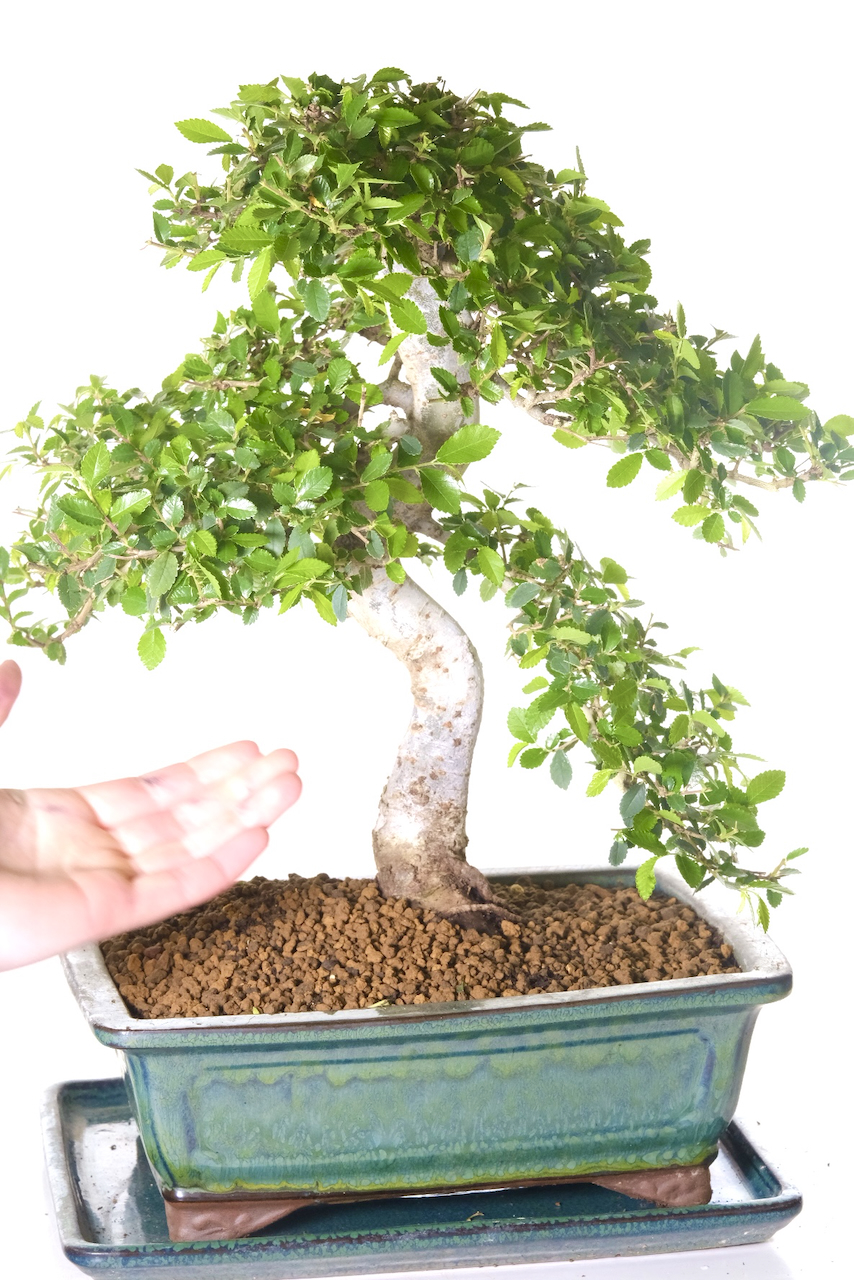 Comes potted in a forest green ceramic pot with matching drip tray