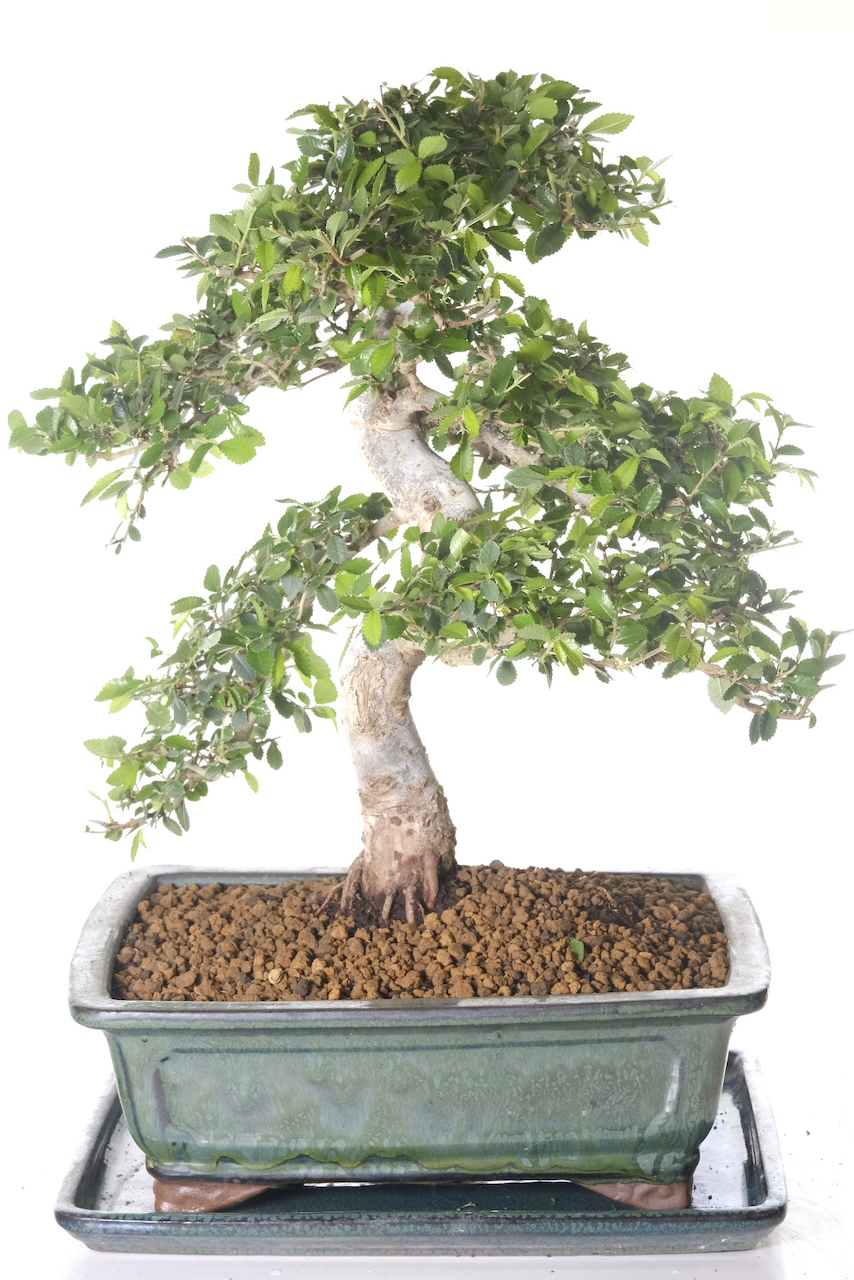 Free delivery to York, Cornwall and Glasgow