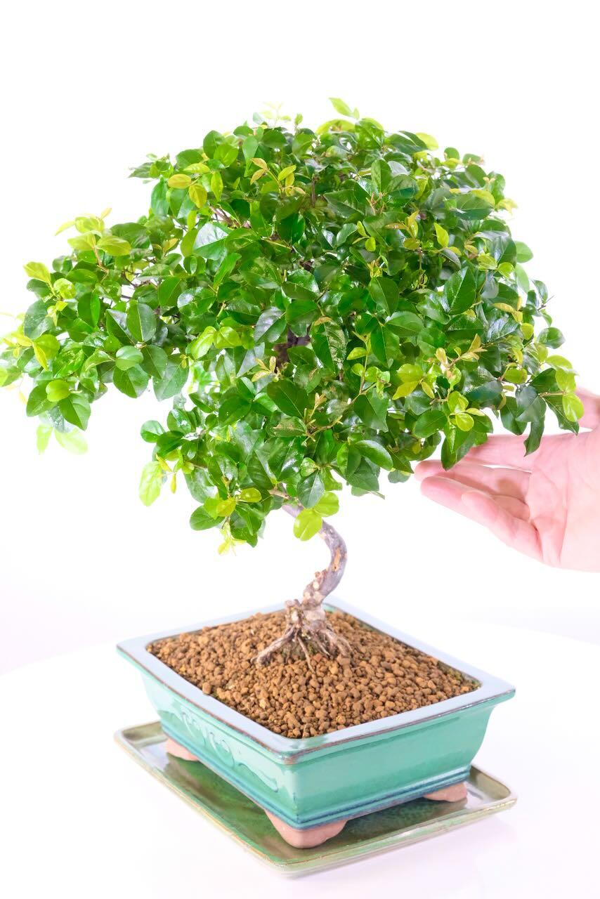 FREE fast bonsai delivery to London, Cardiff, Bristol & Edinburgh