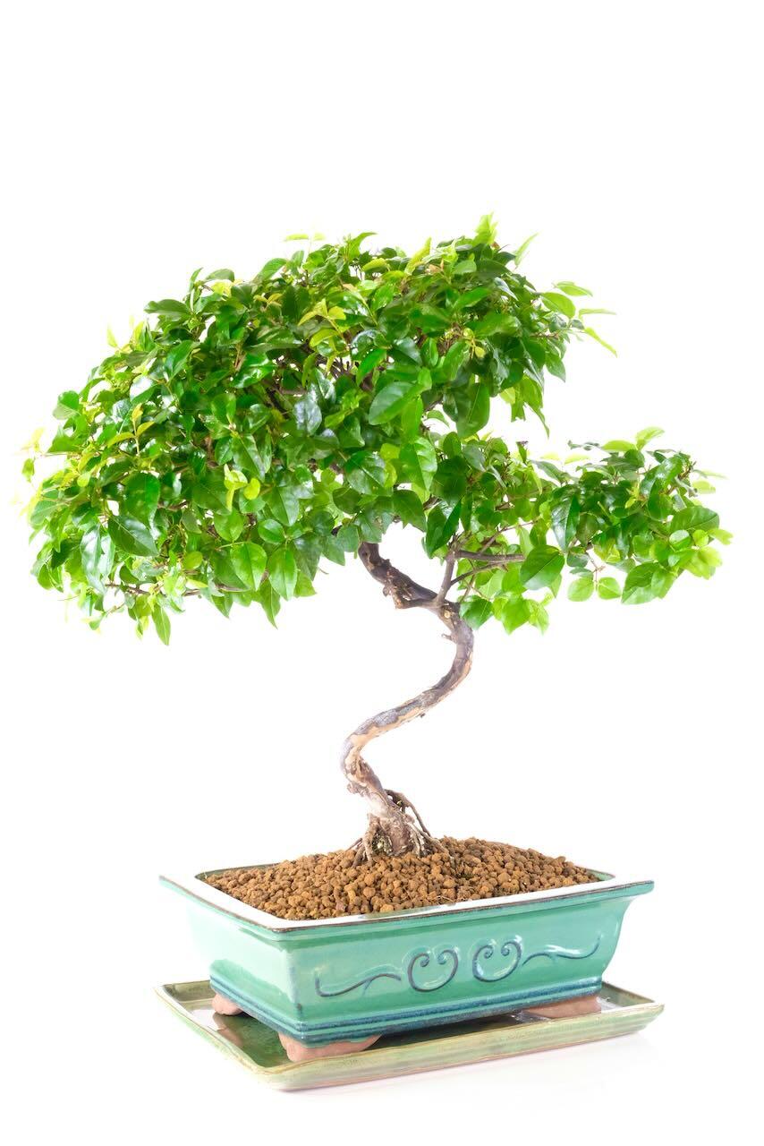 Forest green embossed bonsai pot