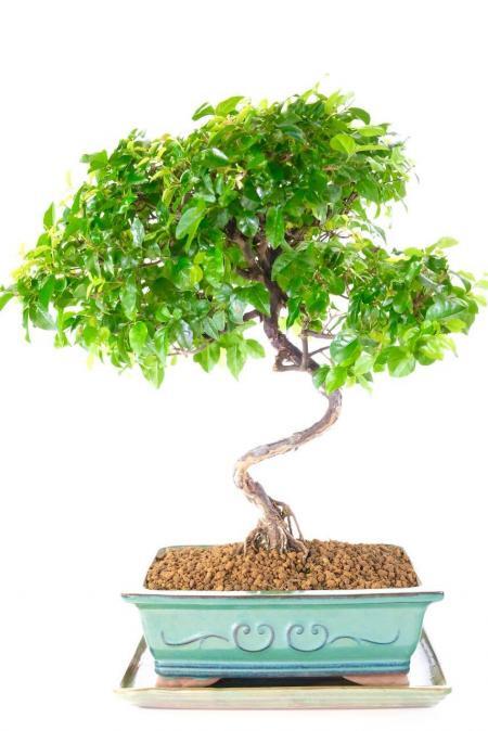 Exquisite Indoor Fruiting Evergreen Sageretia Bonsai Tree with Superb Twisting & Canopy