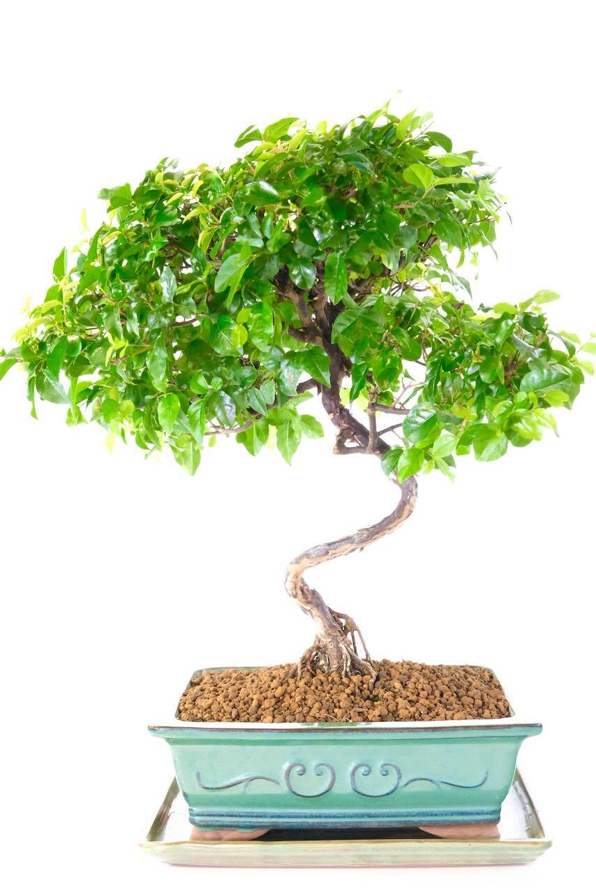 Exquisite Indoor Fruiting Evergreen Sageretia Bonsai Tree with Superb Twisting & Canopy