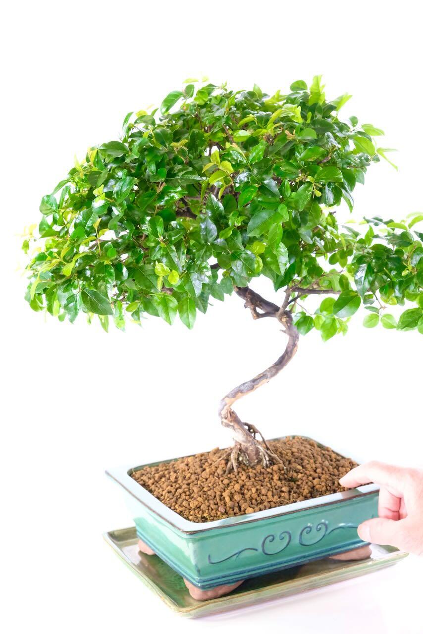 Evergreen Sageretia Bonsai Tree with Unique Twisty S-Shaped Design & Beautiful Foliage