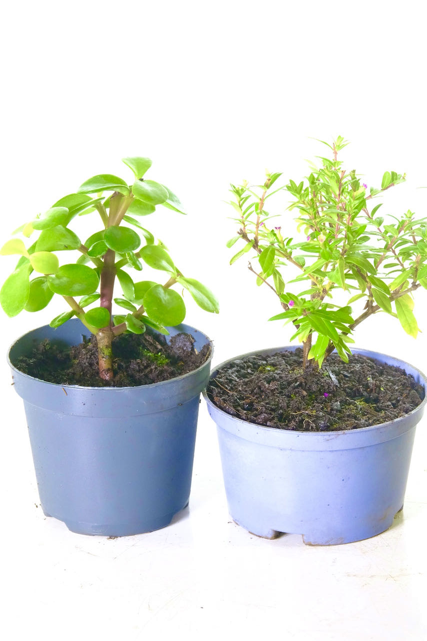 Twin Indoor bonsai seedlings for sale in plastic flower pots