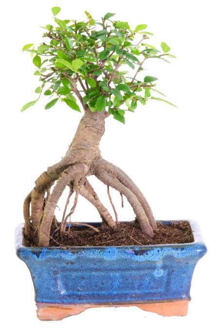 Broom-Style Chinese Elm Bonsai Tree With Exposed Roots