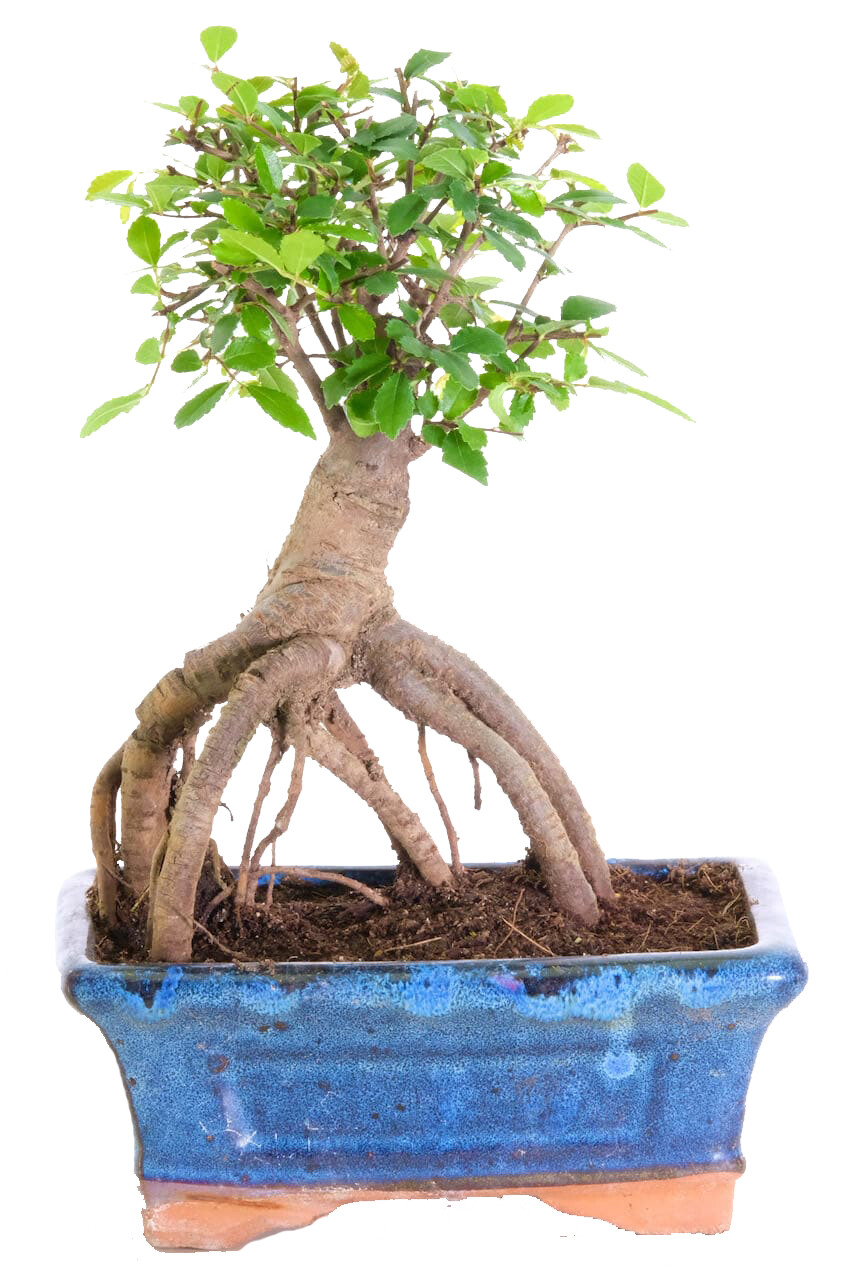 Broom-Style Chinese Elm Bonsai Tree With Exposed Roots
