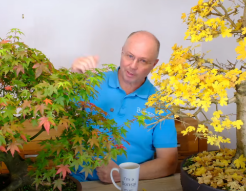 Japanese maple and English maple bonsai trees