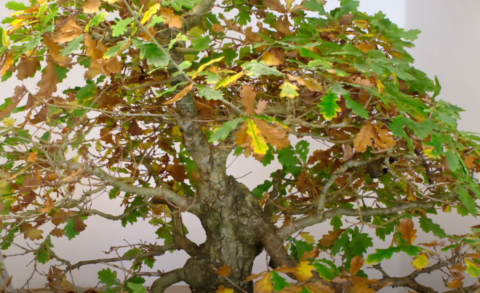 Huge English Oak - Quercus robur bonsai tree