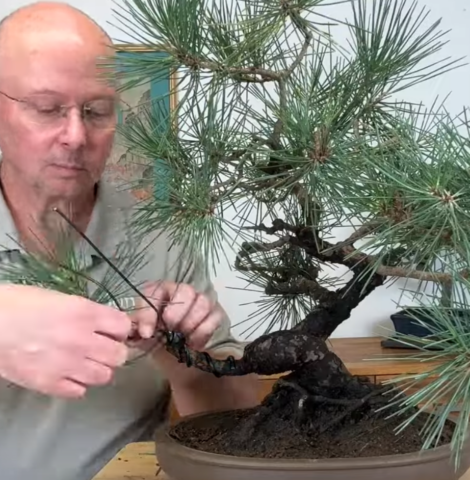 Japanese Black Pine Bonsai Tree Video - Cleaning, Styling & Wiring | 55 years old