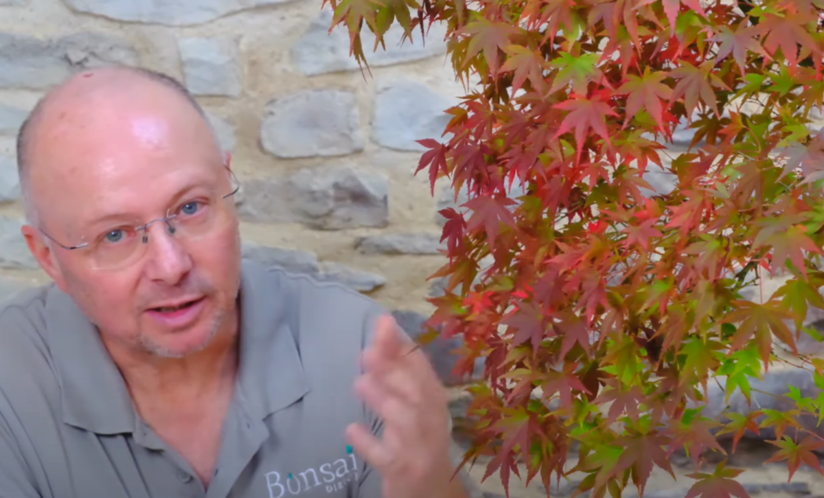 Huge Japanese Red Maple Bonsai Tree | 100 year old Bonsai Acer palmatum