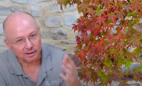 Huge Japanese Red Maple Bonsai Tree | 100 year old Bonsai Acer palmatum