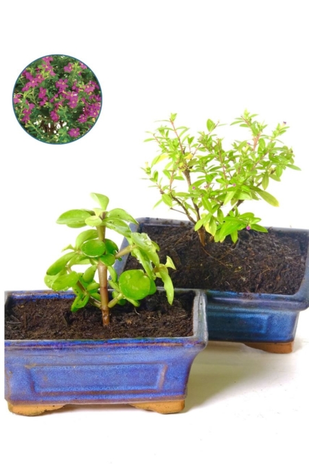 Twin set of indoor bonsai tree seedlings for sale