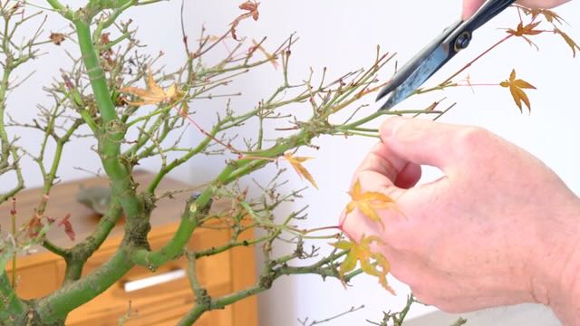 Pruning the branches