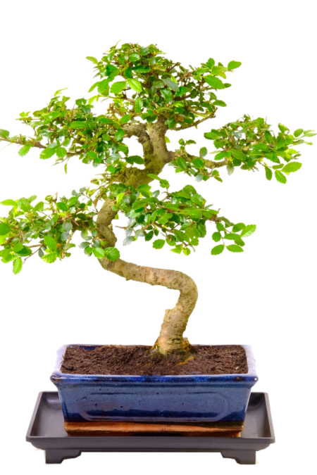 10 year old Chinese Elm bonsai tree for sale UK