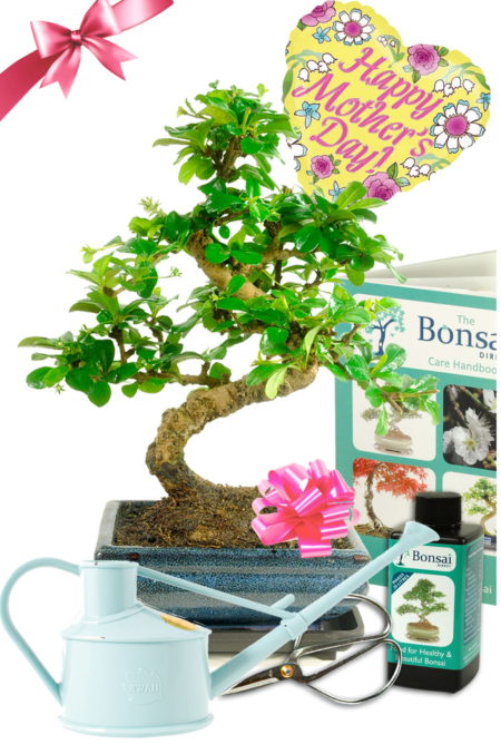 Outstanding Twisty Flowering Tea Tree Bonsai Kit - Mother's Day