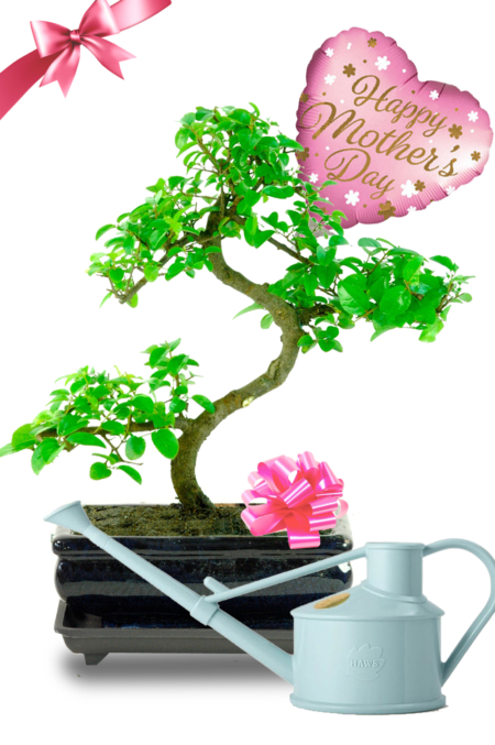 Fruiting Chinese Sweet Plum bonsai kit - Fantastic Mother's Day gift!
