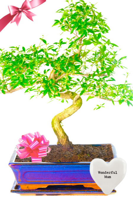 Mothers day Gift for your wonderful Mum | Large Series Bonsai Plant gift