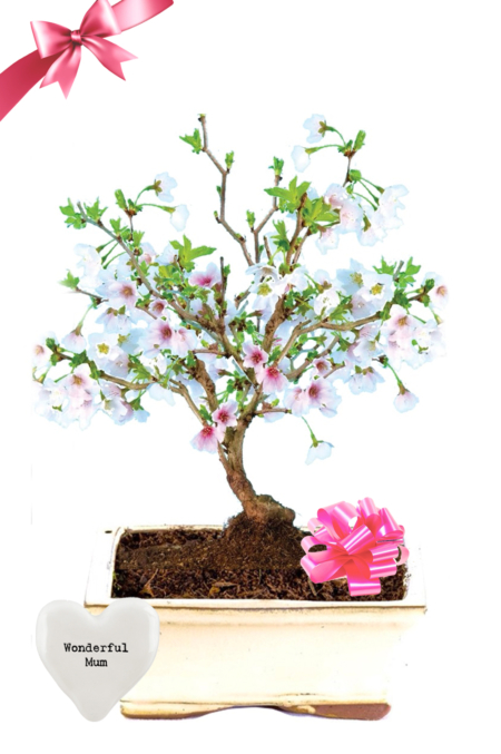 Flowers For Mother's Day - Flowering Cherry Blossom Bonsai Gift