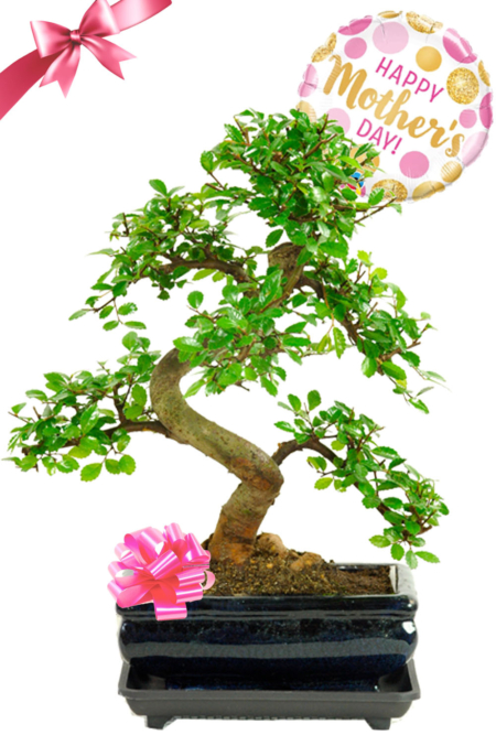 Mother's Day Bonsai Plant with Humidity tray