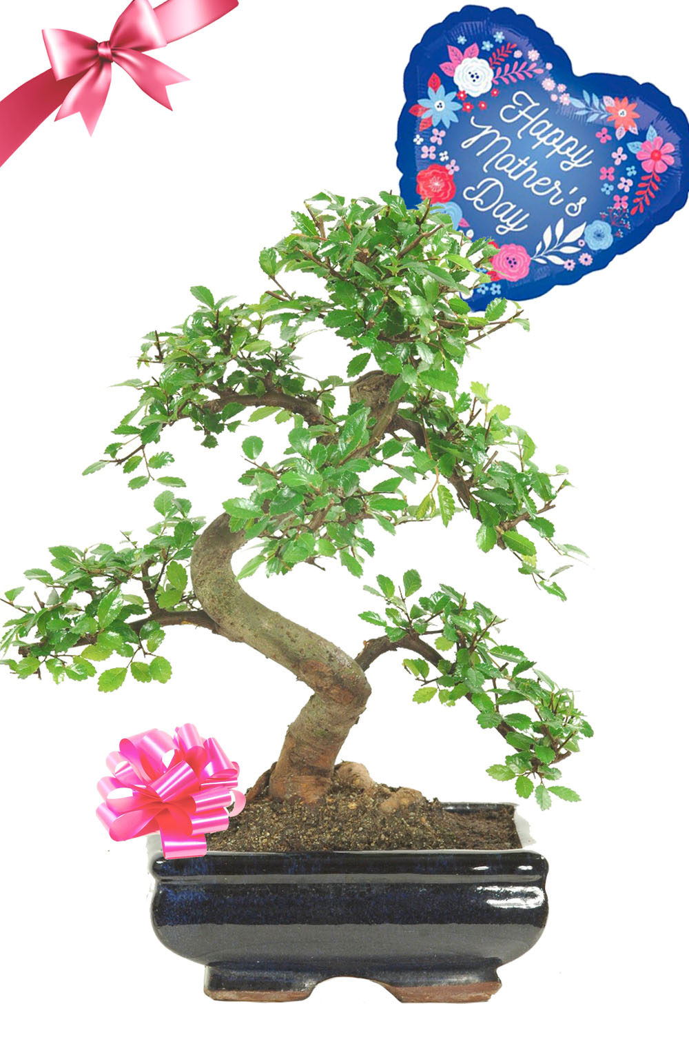 For Mum, with Love! Twisty Chinese Elm Beginners Bonsai Gift