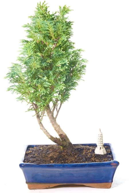 Excellently-designed Lawsons Cypress outdoor bonsai tree for sale UK