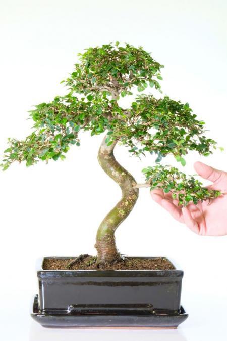 Magnificent Stately Powerful Indoor Chinese Elm Bonsai | 24 years