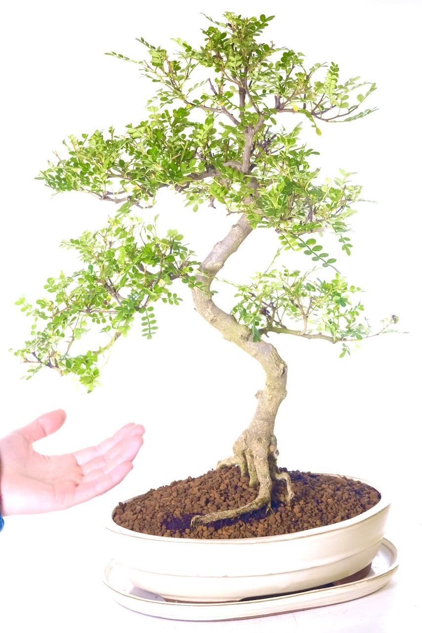 Comes potted in a cream banded ceramic pot with matching drip tray