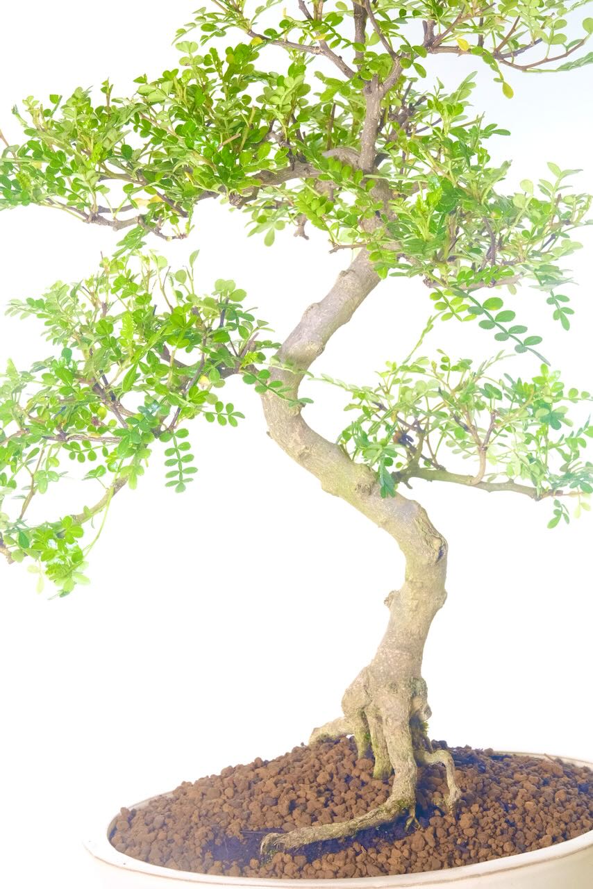 Exceptional nebari (root flare)