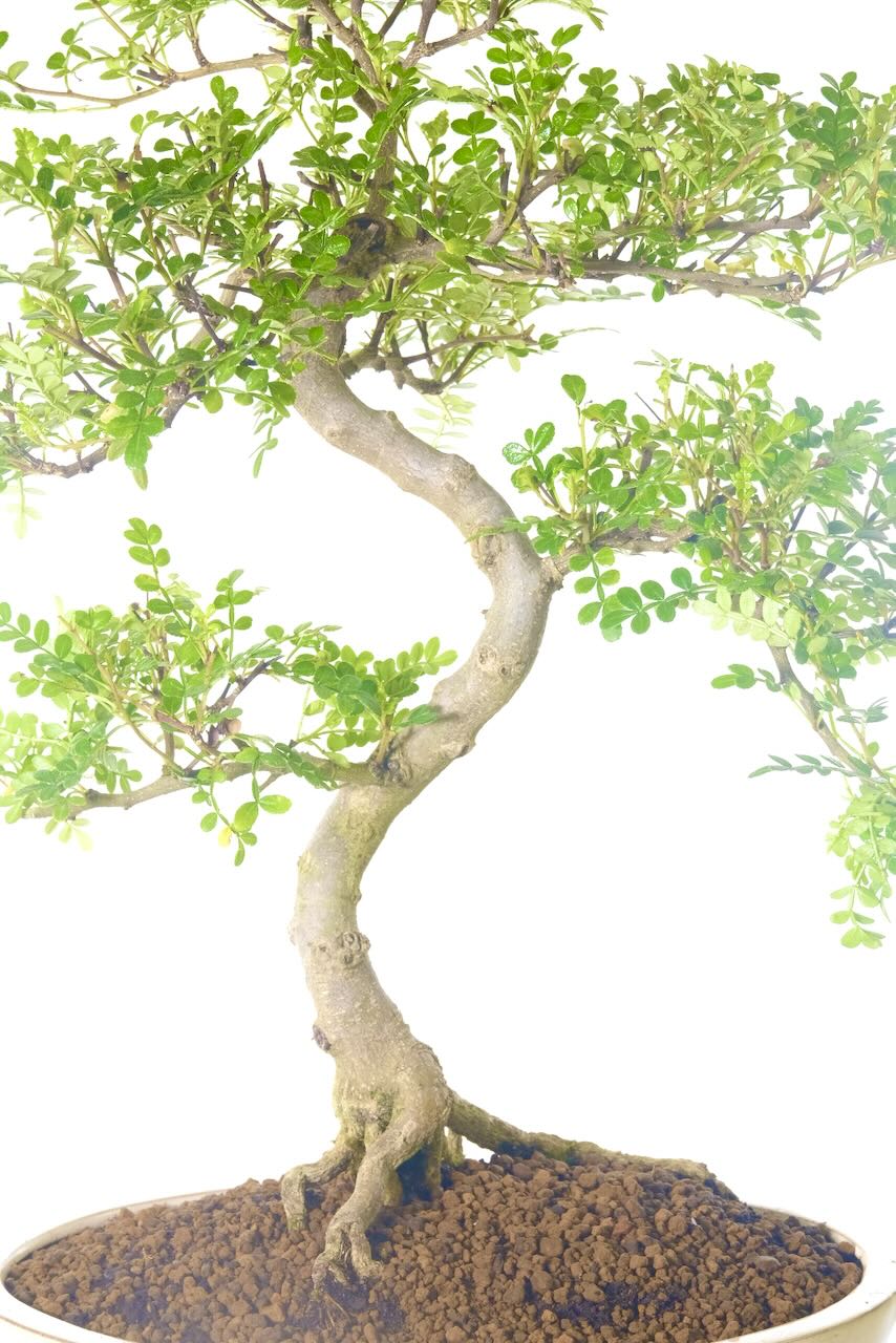 Beautiful trunk shaping with textured bark