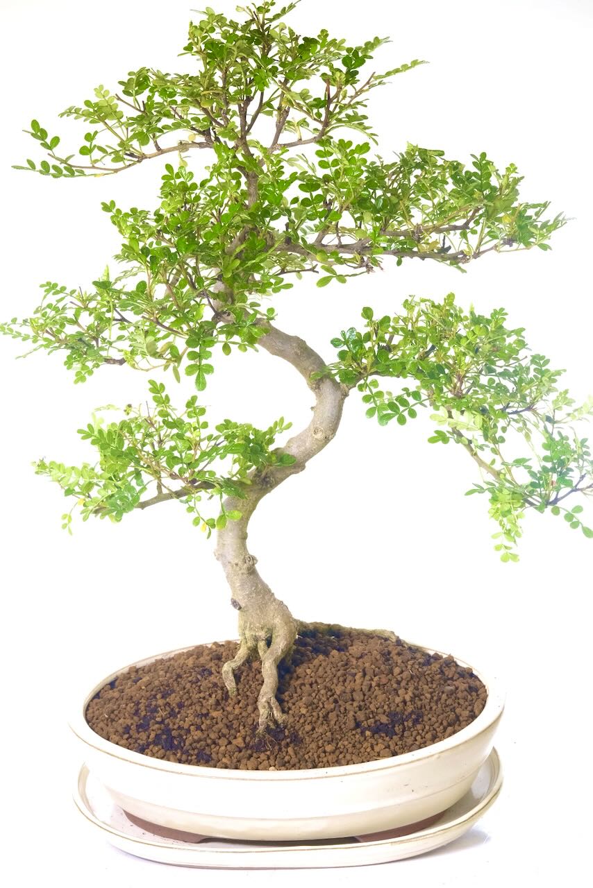 Impressive stature with well placed branches