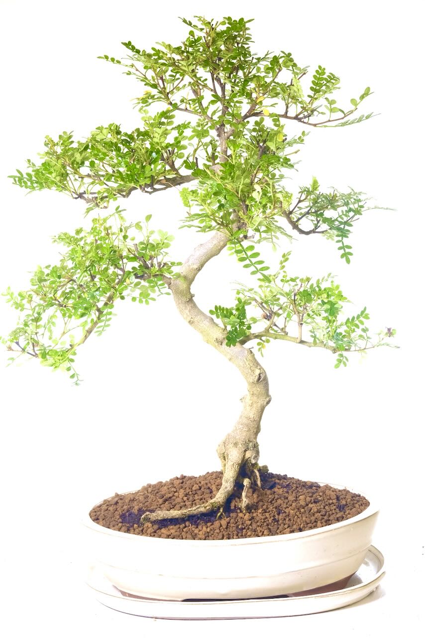 FREE delivery to Yorkshire, Lancashire and Warwickshire