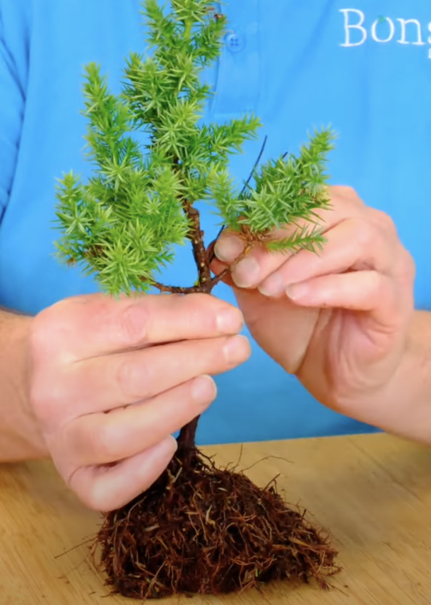 Wiring this Chinese Juniper Starter bonsai tree
