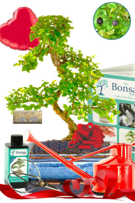 Unique Valentines Gift | Twisty Fruiting Indoor Bonsai Tree Starter Kit with Accessories