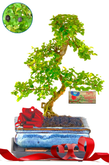 Valentines Gift | 12 year old Indoor S-Shaped Evergreen Chinese Bonsai Tree for Beginners