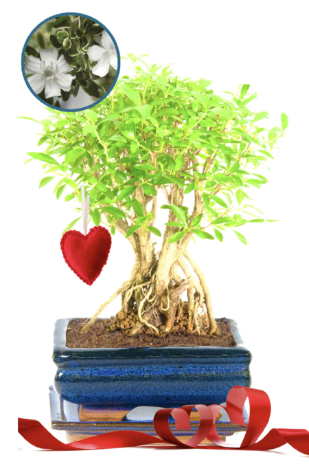 Flowering Tree of a Thousand Stars Valentine's Day bonsai tree for sale UK