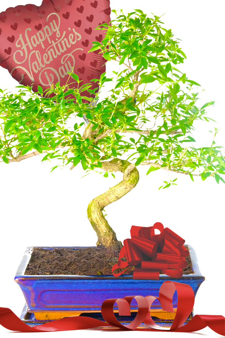 Flowering Tree of a Thousand Stars Valentine's Day bonsai gift!