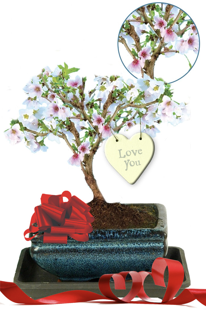 Flowering Cherry Blossom Valentine's Flowers - Bonsai Trees for Sale UK