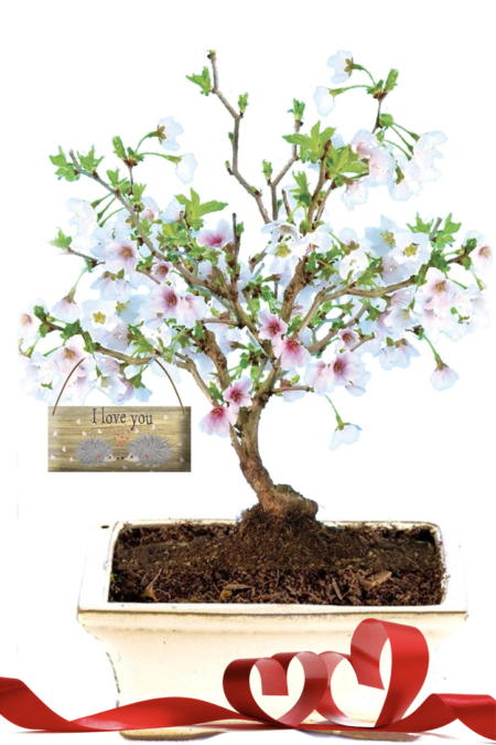 Cherry Blossom Bonsai | Love you gift idea