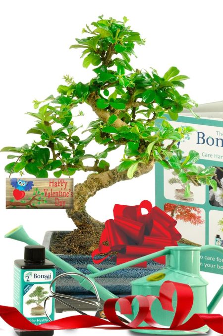 Flowering Fukien Tea Tree bonsai tree for sale UK - Comprehensive care kit included!