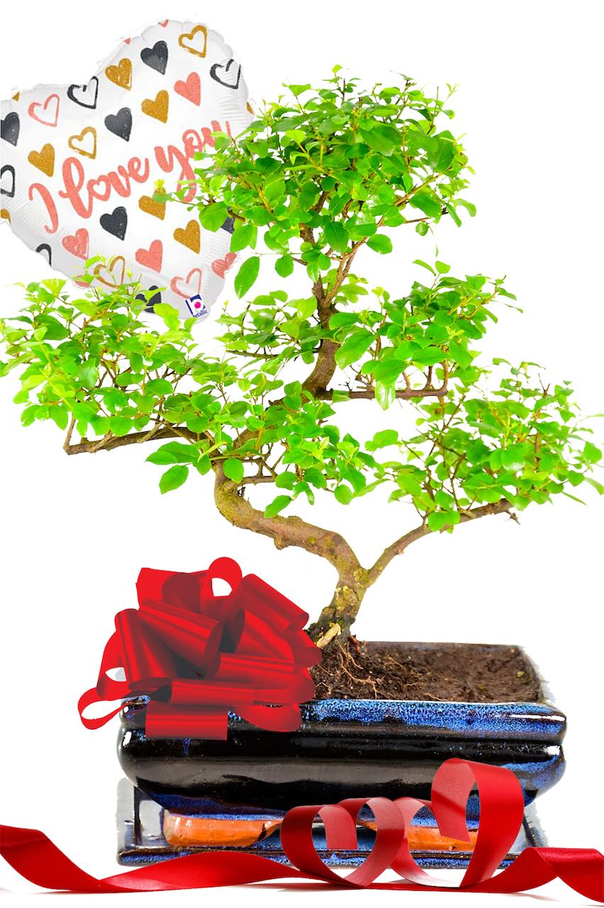 Fruiting Valentine's Day Chinese Sweet Plum bonsai tree gift for sale UK