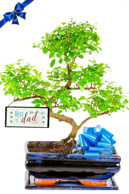 Fruiting Indoor bonsai Tree | Happy Father's Day Gift