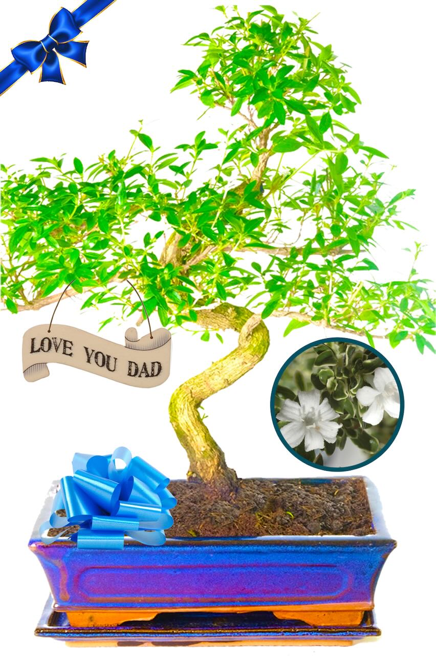 Larger Serissa Bonsai - Best Dad gift for Fathers Day