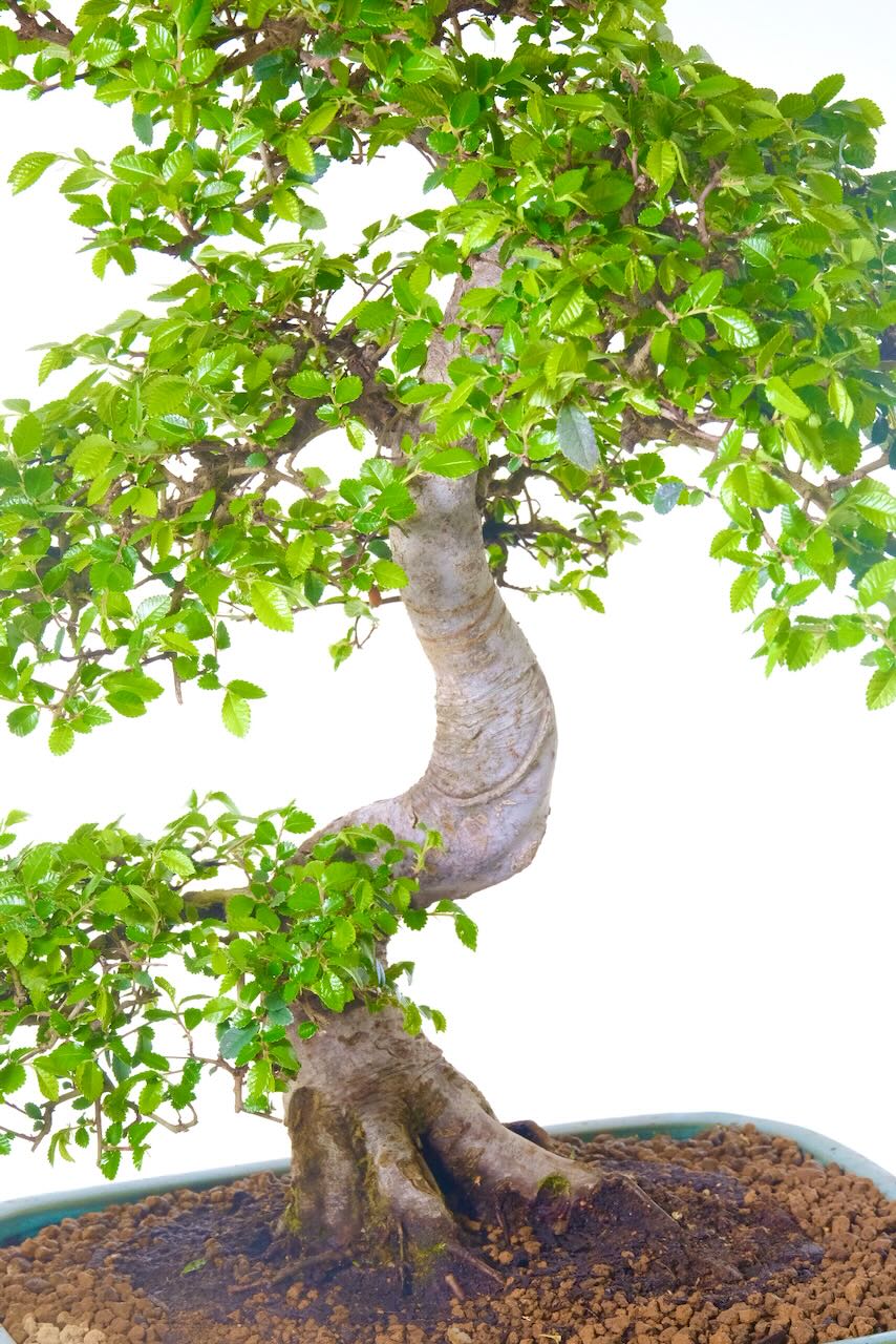 close up of the strong powerful trunk of this Zelkova specimen bonsai tree