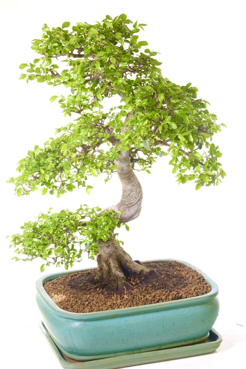 Tastefully potted in to a matte jade green ceramic bonsai pot with matching drip tray