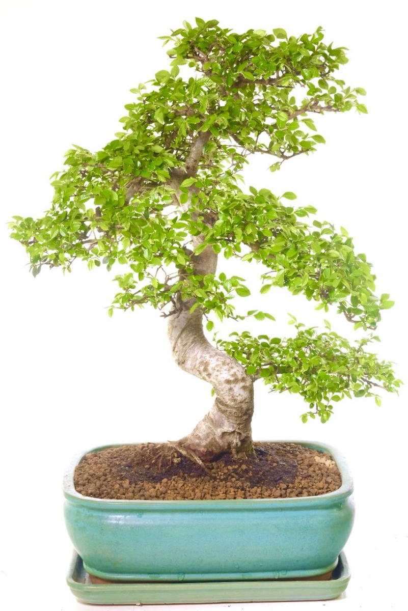 Large Woodland Bonsai Tree | A Remarkable 35-Year-Old Chinese Elm Bonsai with a Natural Presence.