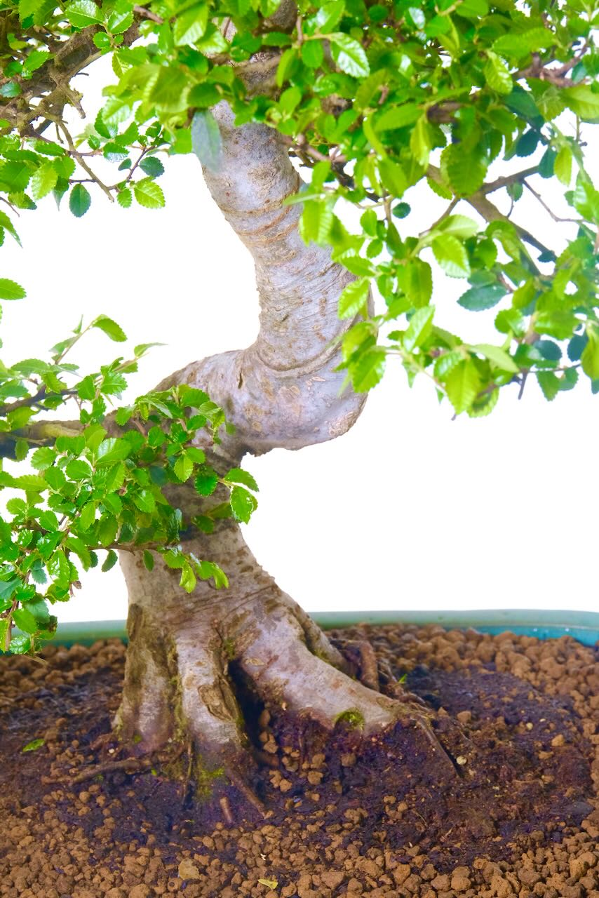 Awe-Inspiring root flare on this big elm bonsai tree for indoors