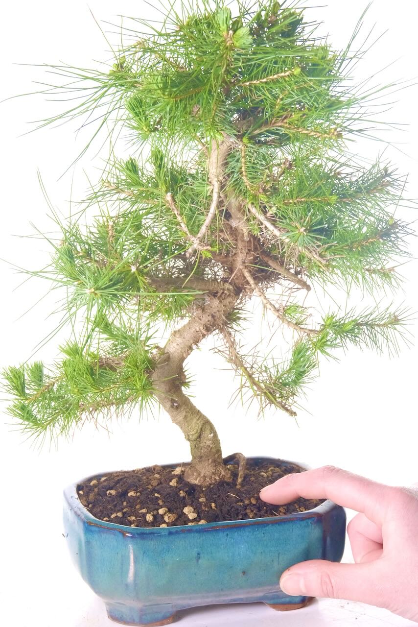 Lovely curving trunk of this pine bonsai tree for sale in green pot